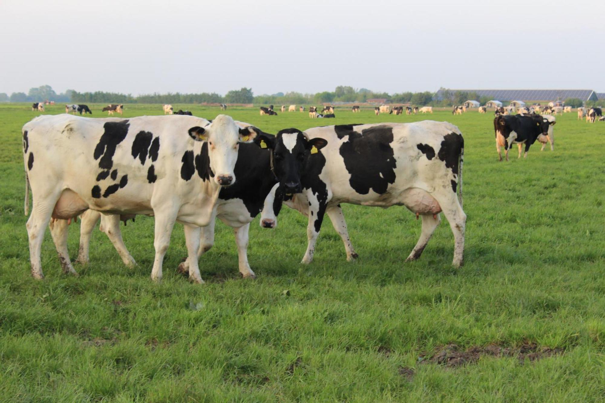 Boerderij Camping Nixhoeve Genderen Экстерьер фото
